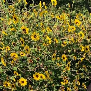 Meet your Posher, Analilia